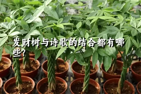 发财树与诗歌的结合都有哪些？