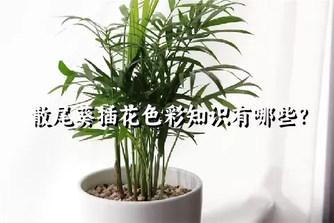 散尾葵插花色彩知识有哪些？