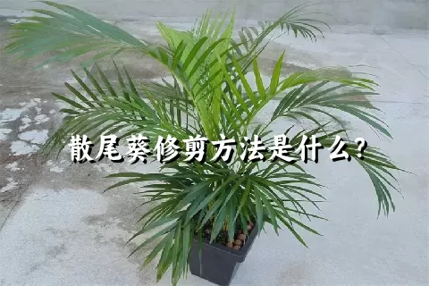 散尾葵修剪方法是什么？