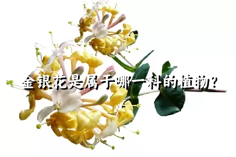 金银花是属于哪一科的植物？