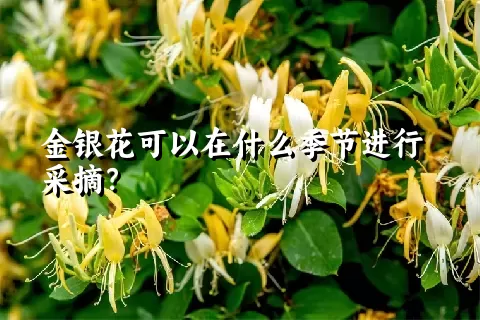 金银花可以在什么季节进行采摘？