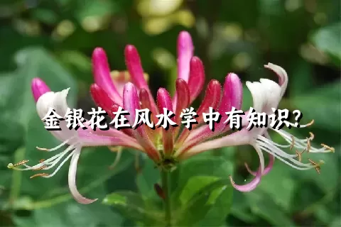 金银花在风水学中有知识？