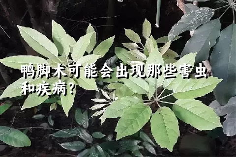 鸭脚木可能会出现那些害虫和疾病？