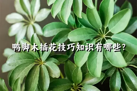 鸭脚木插花技巧知识有哪些？