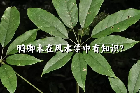 鸭脚木在风水学中有知识？