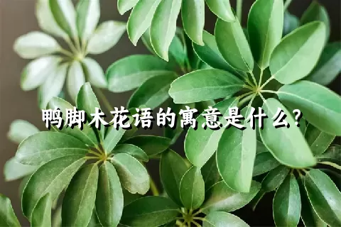 鸭脚木花语的寓意是什么？