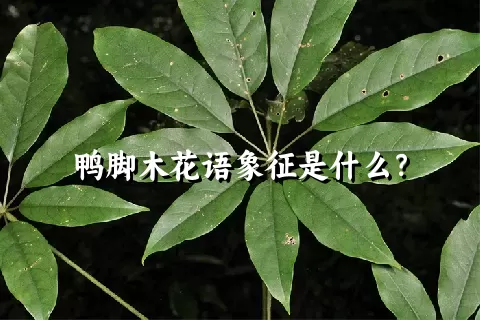 鸭脚木花语象征是什么？