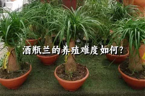 酒瓶兰的养殖难度如何？
