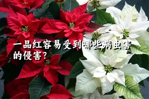 一品红容易受到哪些病虫害的侵害？