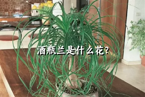 酒瓶兰是什么花？