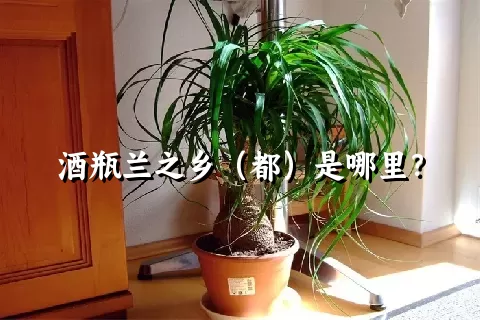 酒瓶兰之乡（都）是哪里？