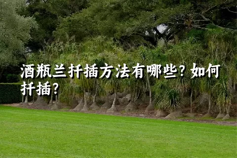 酒瓶兰扦插方法有哪些？如何扦插？