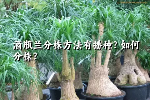 酒瓶兰分株方法有播种？如何分株？