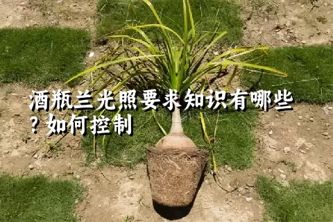 酒瓶兰光照要求知识有哪些？如何控制