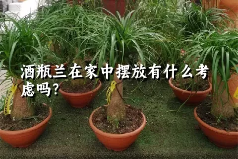 酒瓶兰在家中摆放有什么考虑吗？