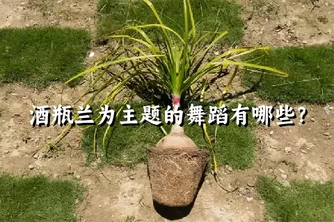 酒瓶兰为主题的舞蹈有哪些？