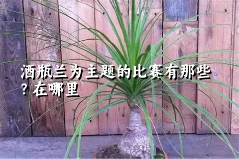 酒瓶兰为主题的比赛有那些？在哪里