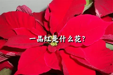 一品红是什么花？