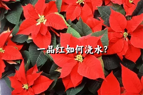 一品红如何浇水？