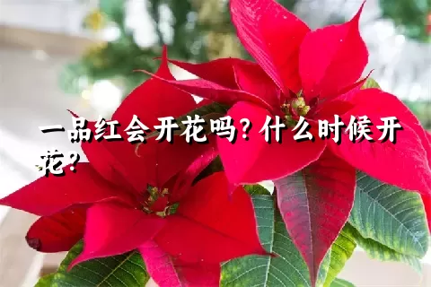 一品红会开花吗？什么时候开花？
