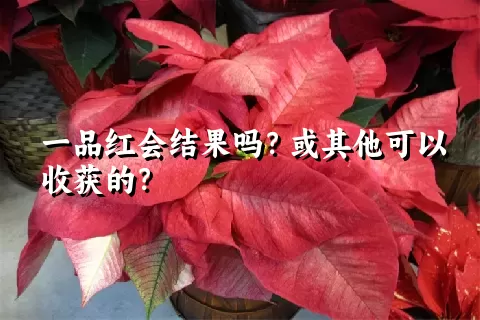 一品红会结果吗？或其他可以收获的？