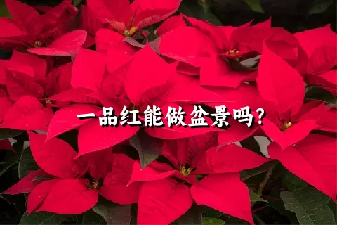 一品红能做盆景吗？