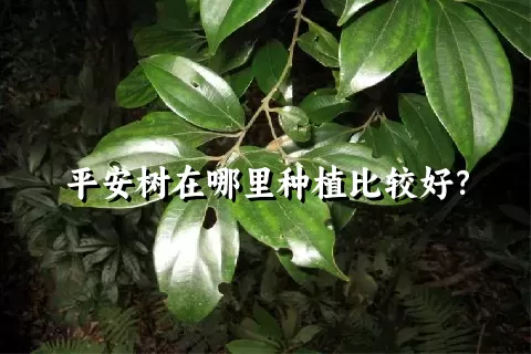 平安树在哪里种植比较好？