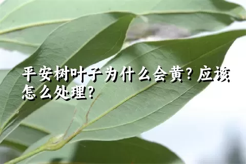平安树叶子为什么会黄？应该怎么处理？