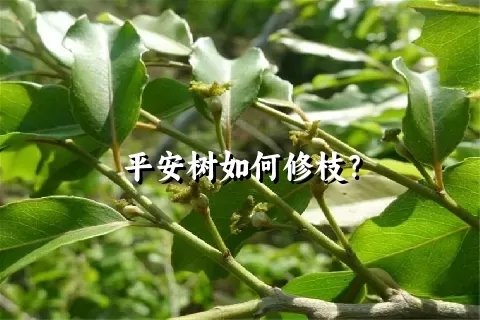 平安树如何修枝？
