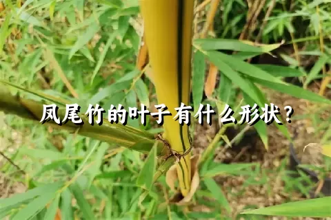 凤尾竹的叶子有什么形状？