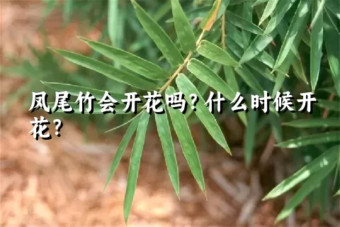 凤尾竹会开花吗？什么时候开花？