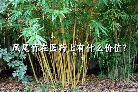 凤尾竹在医药上有什么价值？