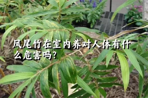 凤尾竹在室内养对人体有什么危害吗？
