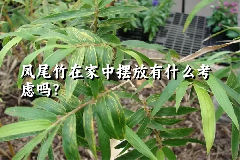凤尾竹在家中摆放有什么考虑吗？