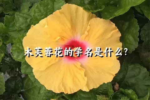 木芙蓉花的学名是什么？