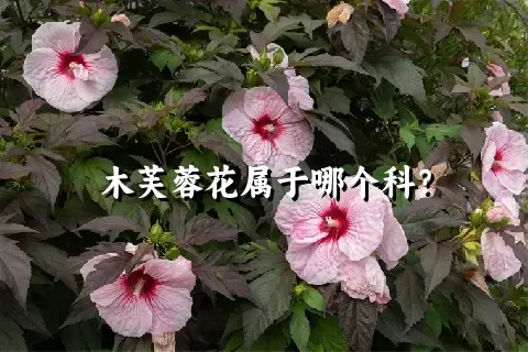 木芙蓉花属于哪个科？