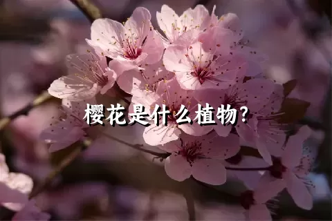 樱花是什么植物？