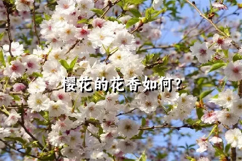 樱花的花香如何？
