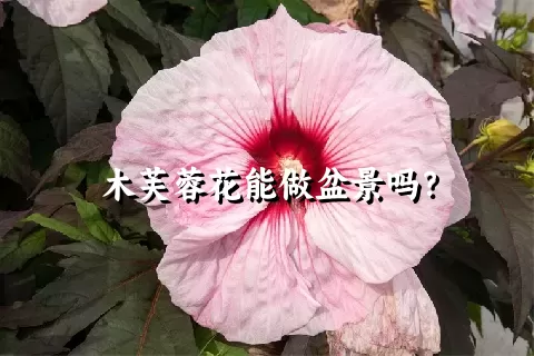 木芙蓉花能做盆景吗？