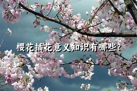 樱花插花意义知识有哪些？