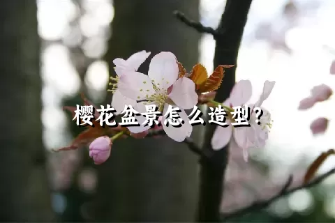 樱花盆景怎么造型？