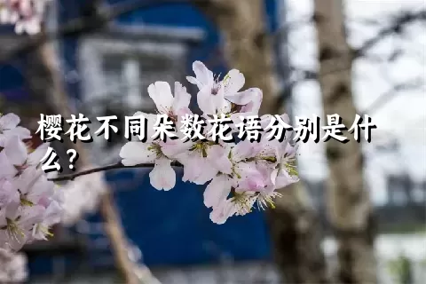 樱花不同朵数花语分别是什么？