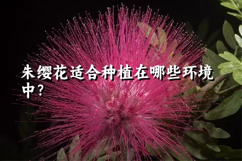 朱缨花适合种植在哪些环境中？