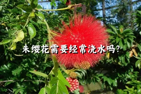 朱缨花需要经常浇水吗？