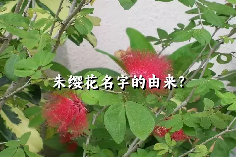 朱缨花名字的由来？