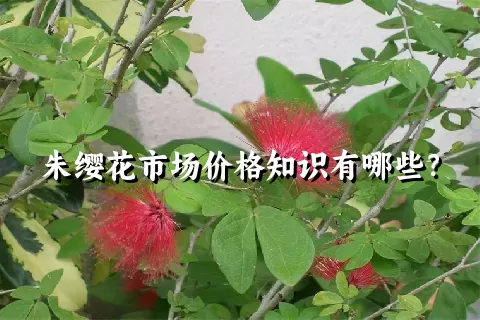 朱缨花市场价格知识有哪些？
