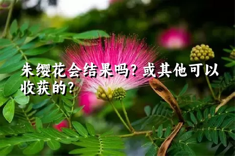 朱缨花会结果吗？或其他可以收获的？