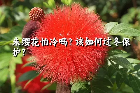 朱缨花怕冷吗？该如何过冬保护？