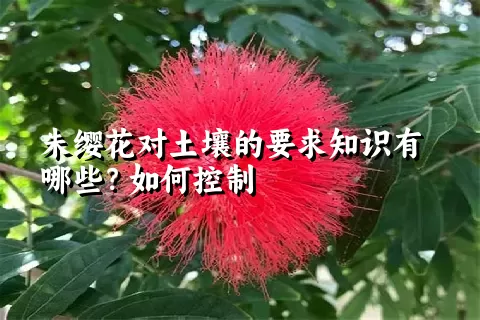 朱缨花对土壤的要求知识有哪些？如何控制