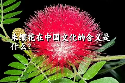朱缨花在中国文化的含义是什么？